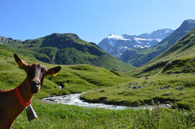 Bienvenue à l’Alpage - credit A. Fort