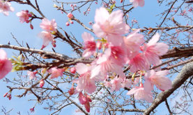 Unsere Winterreise nach Okinawa 2019