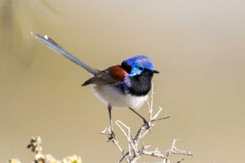 Weißbauch-Staffelschwanz, Malurus lamberti, Variegated Fairy-wren