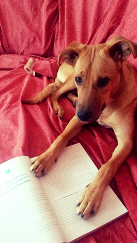 educatore cinofilo bologna addestratore cane