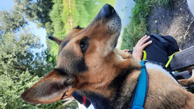 Bolita, 7 Jahre, 47 cm, 13 kg sucht ihr Zuhause. Update 16.8.2025