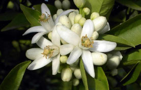Fleurs d'oranger.