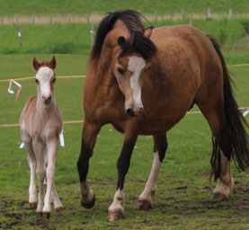 Oostdijk's Ceridwen Memory, Keur, Preferent 2011-2023 with her last foal Maëlynn (2021)