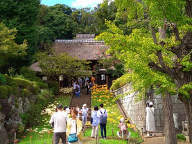 西方寺山門の見頃をむかえた彼岸花 