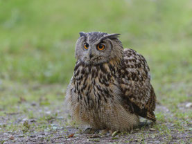 Uhu - Foto: NABU / Christoph Bosch