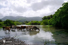 Ravine Vx-Habitants - Guadeloupe