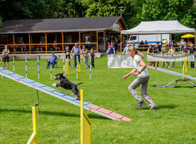 agility hund australian shepherd sport