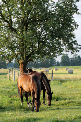 Pferde gehören zu Beelitz wie der Spargel: Es gibt 16 Reiterhöfe im Stadtgebiet.