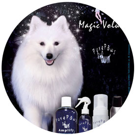 white dogs models for shooting filming Kiev Ukraine; japanese spitz dog model photo video shooting filming; Japanese spitz SIMBA TSAR ZVEREI model; Pure Paws advertising photo amplify line Magic volume; Pure Paws Ukraine photo; Yuliya Strizhkina owner jap