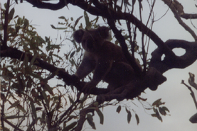 Magnetic-Island-koala-beer-Townsville-Australië-boom