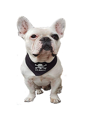 Die Franzosische Bulldogge Annemarie Meyer Bremen Welpen Vom Kaiserlichen Kaiserbully Hamburg Franzosische Bulldogge