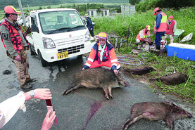 県猟友会石垣地区のハンターたちが射止めたイノシシ=19日
