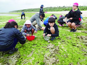 アーサ採りを体験した竹富小中学校の児童生徒たち=1日、竹富島東海岸