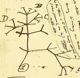 Tree of life von Charles Darwin (1837)