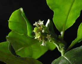 Brasilianische Brechwurz (Psychotria ipecacuana)