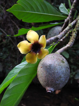 Blüte und Frucht von Genipa americana