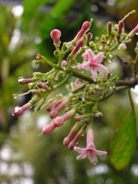 Fieberrindenbaum (Cinchona pubescens)