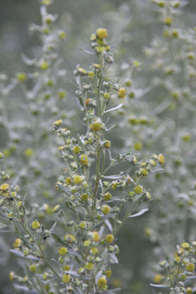 Wermutkraut (Artemisia absinthium L.)  ©