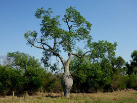 Flaschenbaum im Chaco