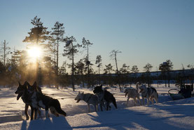 Schlittenhunde bei Ways of Lapland