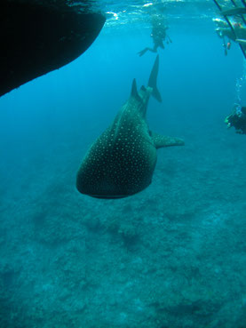 Tiburon ballena. Foto: Tanaka (Lic. CC)