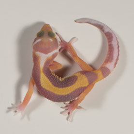 Leopardgecko abzugeben Tangerine Albino Nachzucht 2017