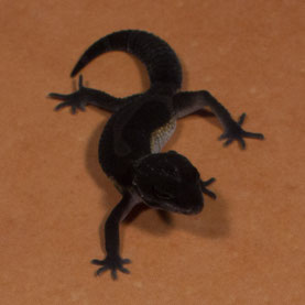 Sunset Gecko 'Vesper' Black Night Nachzucht 2015 und Zuchttier ab 2016. Aufnahme: 5.9.2015.