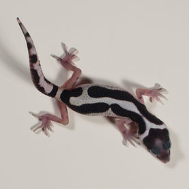 Leopardgecko abzugeben Striped Bandit Nachzucht 2017