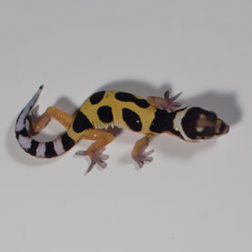 Leopardgecko 'Starlet' Jungle Bandit (Sunset Gecko Nachzucht 2016) Aufnahme: 9.7.2016