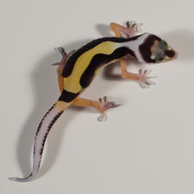 Leopardgecko abzugeben Striped Bandit Nachzucht 2017