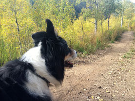 dog hiking in old age because of acupuncture, chiropractic, laser therapy and good nutrition.