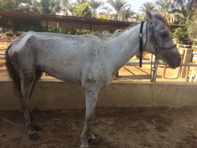 Starving horse rescued by Egypt Equine Aid