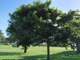 Les arbres resistant à la sécheresse et à la chaleur