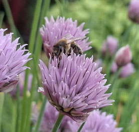Bienenfutter im Schulgarten