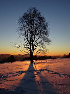 Baum in einer Schneelandschaft im Sonnenuntergang