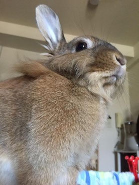 余裕な顔をするうさぎのモカさんの画像