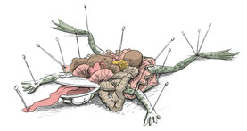 dissection de grenouille sebastien salingue