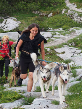 Dogtrekking Dogtrekking Dogtrekking Dogtrekking Elbsandstein-Dogtrekking ESDT Harz-Dogtrekking