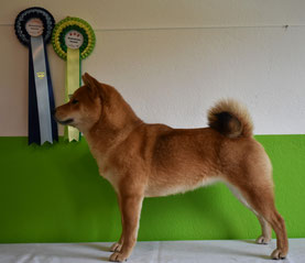 Tsukikagesou Pandora, Erfolgreich Shiba, CAC Biedermannsdorf Hundeausstellung, 