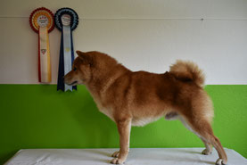 Terra Astreya Dilan Rai, Erfolgreich Shiba, CAC Biedermannsdorf Hundeausstellung
