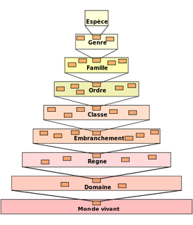           L'espèce, unité de base de la classification du vivant. 