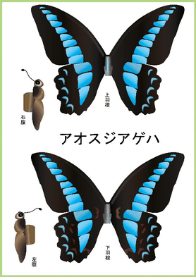 蝶 Paper B ページ