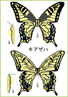 蝶 Paper B ページ