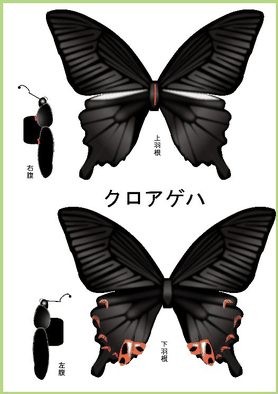 蝶 Paper B ページ