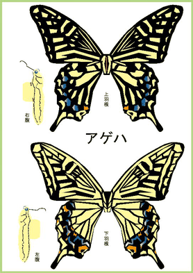 蝶 Paper B ページ