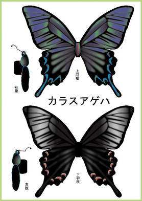蝶 Paper B ページ