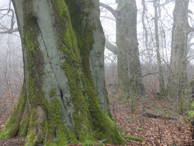 Foto: Alte Buche bei Betzenrod