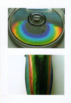 ヤマトタマムシのメタリックカラーはDVD盤の虹色と同じく構造色