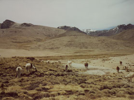 Colca-Canyon-vallei-Peru-vicuna-lama