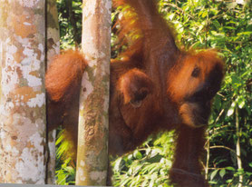 Bukit-Lawang-Gunung-Leuser-Nationaal-park-Indonesië-Sumatra-Orang-Oetan